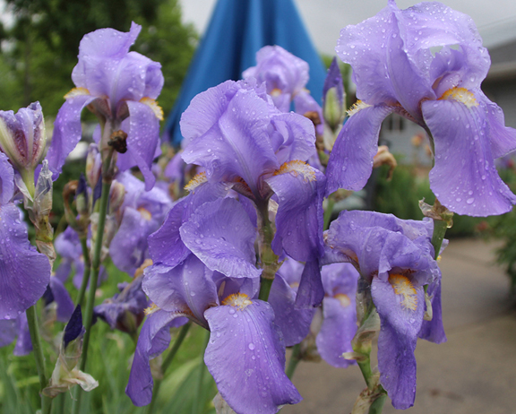 Image of an iris flower.