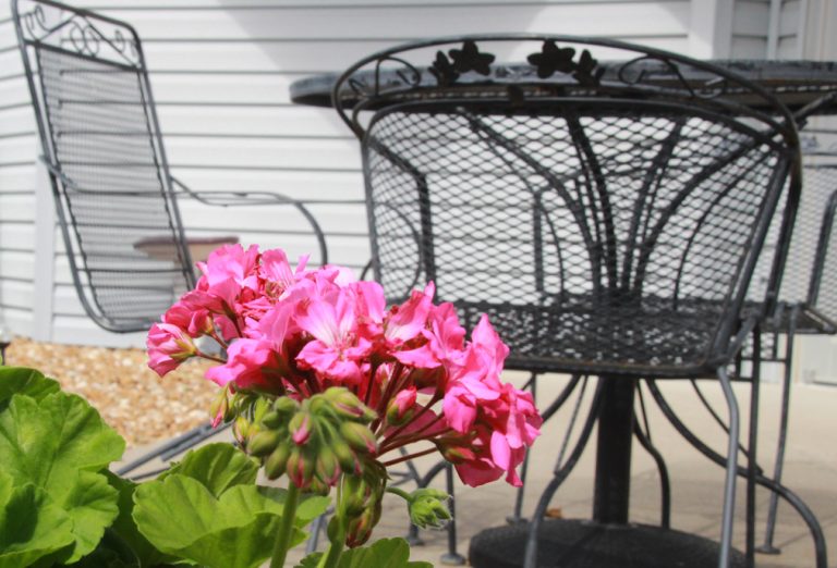 Image of some flowers on the patio.