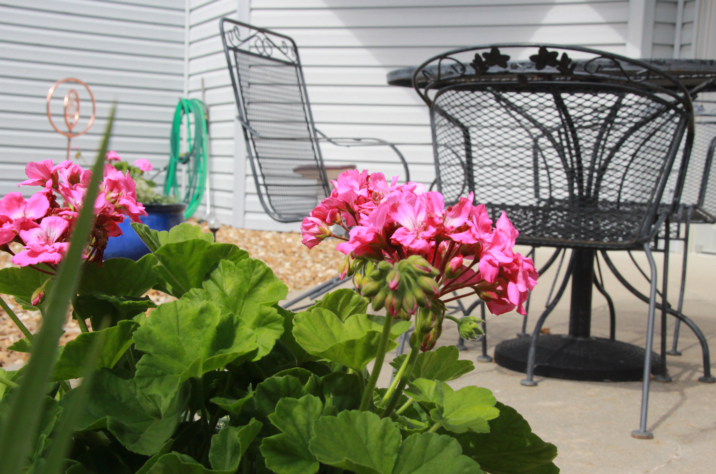 Image of flowers on the patio.